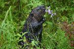 Beaver