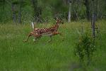 Deer